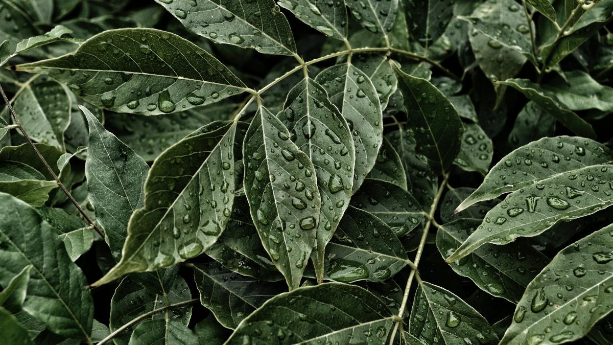 green leaves with water droplets on them